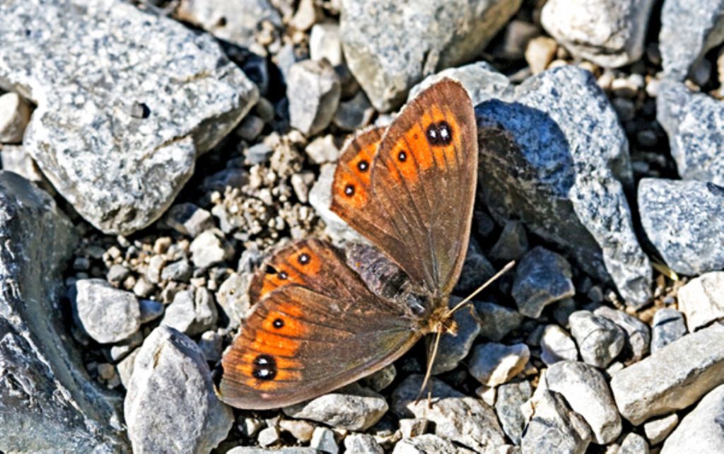 identificazione Erebia